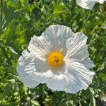 Romneya coulteri ফুল