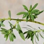 Bassia hyssopifolia 叶