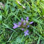 Gentianella ramosa 花