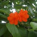 Cordia sebestena Flower