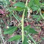 Atriplex patula Blatt