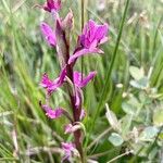 Anacamptis palustris Flor