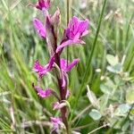 Anacamptis palustris Цвят