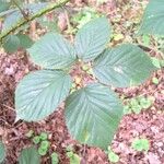 Rubus senticosus Blad