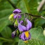 Solanum dulcamara Flower