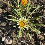 Gazania linearisLapas