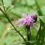 Serratula tinctoria Flors