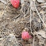 Sarcodes sanguinea Flower