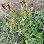 Barleria eranthemoides Habitus