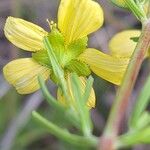 Hypericum hyssopifolium Цвят