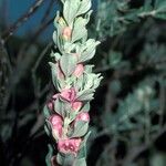 Leucophyllum frutescens ফুল