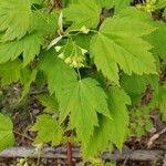 Acer glabrum Frunză