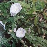 Convolvulus fruticulosus