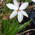 Hypoxis baurii Flower