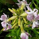 Saponaria caespitosa Žiedas