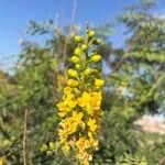 Senna pendula Blomst