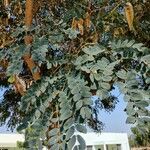 Albizia lebbeck Blad