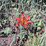 Lilium philadelphicum Συνήθη χαρακτηριστικά