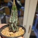 Euphorbia polygona Leaf