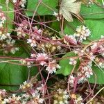 Cuscuta europaea 花