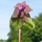 Lamium purpureum花