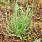 Bulbine abyssinica Folha