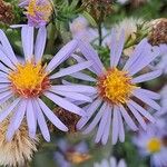 Symphyotrichum novi-belgiiFleur