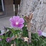 Anoda cristata Flower