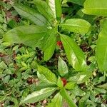 Rauvolfia serpentina موطن
