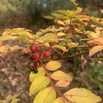 Zanthoxylum piperitum Fruit