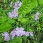 Malva moschata花