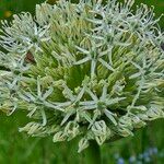 Allium stipitatum Floro