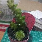 Sedum hernandezii Vivejo