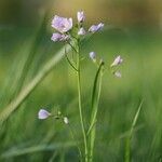 Cardamine pratensis Hábito