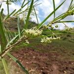 Gomphocarpus fruticosus Fleur