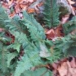 Dryopteris carthusiana عادت داشتن