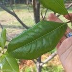 Magnolia virginiana Levél