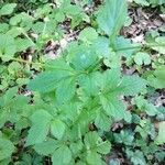 Geum macrophyllumFoglia