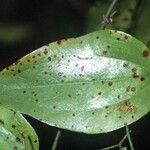 Smilax walteri Leaf