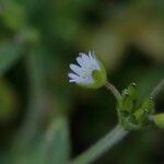 Cerastium brachypetalum 花