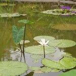 Nymphaea lotus Листок