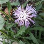 Centaurea aspera L.Flor