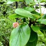 Cotoneaster acutifolius Foglia