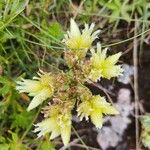 Sempervivum globiferum Flower