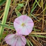 Convolvulus arvensisBlomst