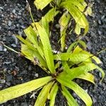 Carex plantaginea Květ