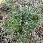 Lupinus nootkatensis List