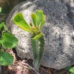 Euphorbia desmondii Flower