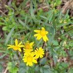 Senecio brasiliensis Flor