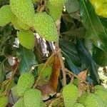 Litchi chinensis ഫലം